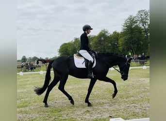 KWPN, Jument, 4 Ans, 165 cm, Noir