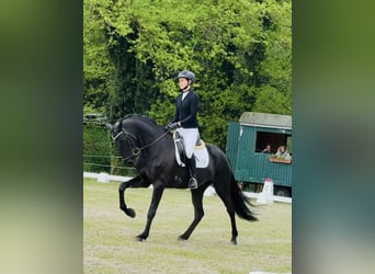 KWPN, Jument, 4 Ans, 165 cm, Noir