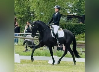 KWPN, Jument, 4 Ans, 165 cm, Noir