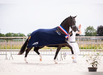 KWPN, Jument, 4 Ans, 165 cm, Noir