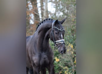 KWPN, Jument, 4 Ans, 165 cm, Noir