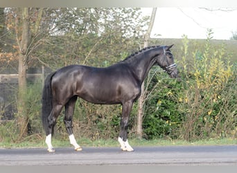 KWPN, Jument, 4 Ans, 165 cm, Noir
