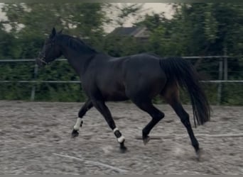 KWPN, Jument, 4 Ans, 165 cm, Noir