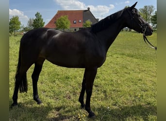 KWPN, Jument, 4 Ans, 165 cm, Noir