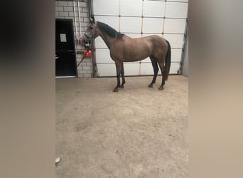 KWPN, Jument, 4 Ans, 165 cm, Rouan bleu
