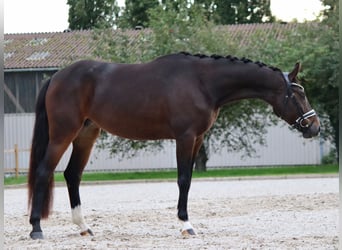 KWPN, Jument, 4 Ans, 166 cm, Bai brun