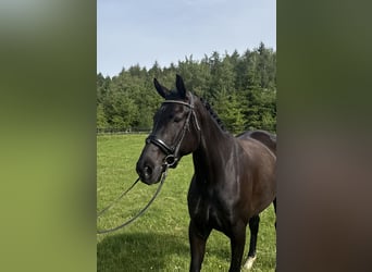 KWPN, Jument, 4 Ans, 166 cm, Noir