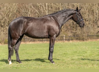 KWPN, Jument, 4 Ans, 166 cm, Noir