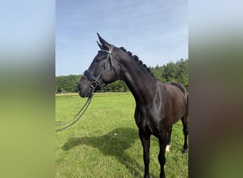 KWPN, Jument, 4 Ans, 166 cm, Noir