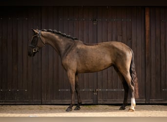 KWPN, Jument, 4 Ans, 166 cm, Noir