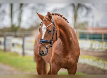 KWPN, Jument, 4 Ans, 167 cm, Alezan