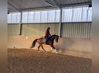 KWPN, Jument, 4 Ans, 167 cm, Bai