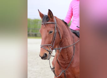 KWPN, Jument, 4 Ans, 167 cm, Bai