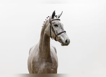 KWPN, Jument, 4 Ans, 167 cm, Gris