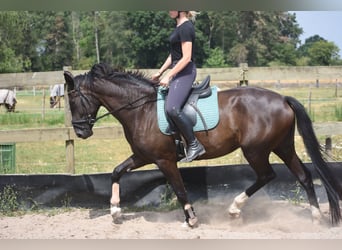 KWPN, Jument, 4 Ans, 167 cm, Noir