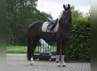 KWPN, Jument, 4 Ans, 167 cm, Noir