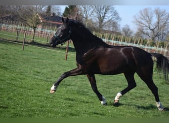 KWPN, Jument, 4 Ans, 167 cm, Noir