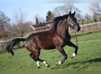 KWPN, Jument, 4 Ans, 167 cm, Noir