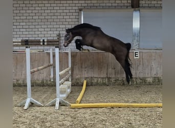 KWPN, Jument, 4 Ans, 168 cm, Aubère