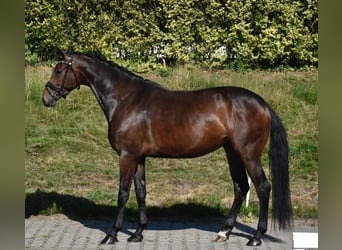 KWPN, Jument, 4 Ans, 168 cm, Bai brun