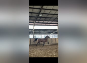 KWPN, Jument, 4 Ans, 168 cm, Bai