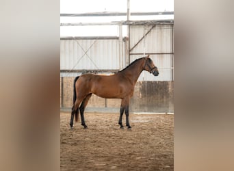 KWPN, Jument, 4 Ans, 168 cm, Bai
