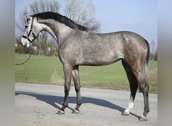 KWPN, Jument, 4 Ans, 168 cm, Gris