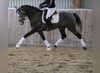 KWPN, Jument, 4 Ans, 168 cm, Gris noir