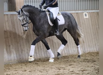KWPN, Jument, 4 Ans, 168 cm, Gris noir