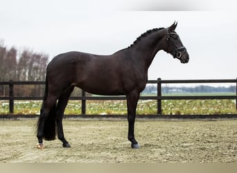 KWPN, Jument, 4 Ans, 168 cm, Noir