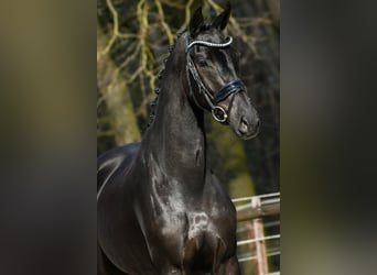KWPN, Jument, 4 Ans, 168 cm, Noir