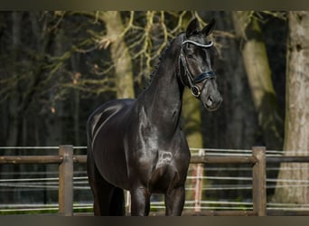 KWPN, Jument, 4 Ans, 168 cm, Noir