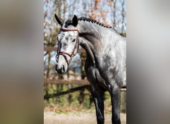 KWPN, Jument, 4 Ans, 168 cm, Rouan bleu