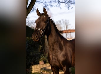 KWPN, Jument, 4 Ans, 170 cm, Bai brun foncé