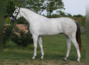 KWPN, Jument, 4 Ans, 170 cm, Blanc