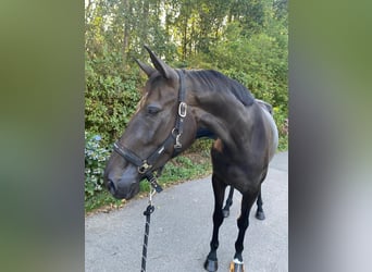 KWPN, Jument, 4 Ans, 170 cm