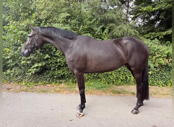 KWPN, Jument, 4 Ans, 170 cm
