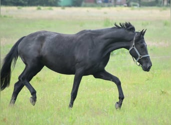 KWPN, Jument, 4 Ans, 170 cm, Noir