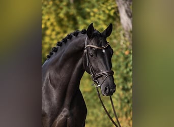 KWPN, Jument, 4 Ans, 171 cm, Noir