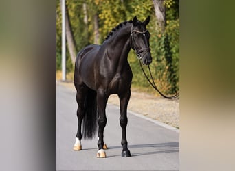 KWPN, Jument, 4 Ans, 171 cm, Noir