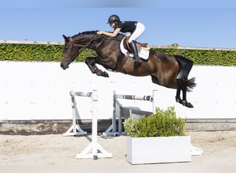 KWPN, Jument, 4 Ans, 172 cm, Bai brun