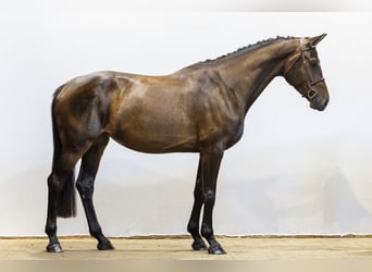 KWPN, Jument, 4 Ans, 172 cm, Bai brun