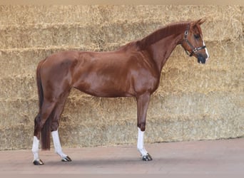 KWPN, Jument, 4 Ans, 175 cm, Alezan brûlé