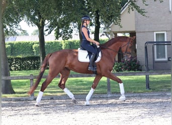KWPN, Jument, 4 Ans, 175 cm, Alezan brûlé