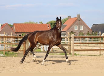 KWPN, Jument, 4 Ans, 175 cm, Bai brun