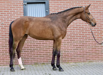 KWPN, Jument, 4 Ans, 175 cm, Bai