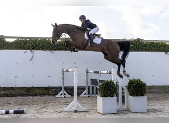 KWPN, Jument, 4 Ans, 176 cm