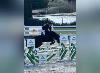 KWPN, Jument, 5 Ans, 160 cm, Bai brun