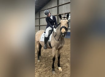 KWPN, Jument, 5 Ans, 160 cm, Isabelle