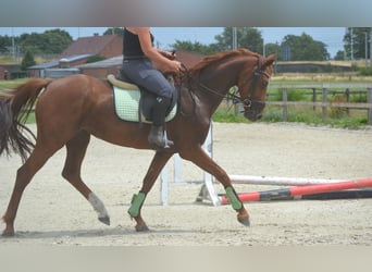 KWPN, Jument, 5 Ans, 161 cm, Alezan